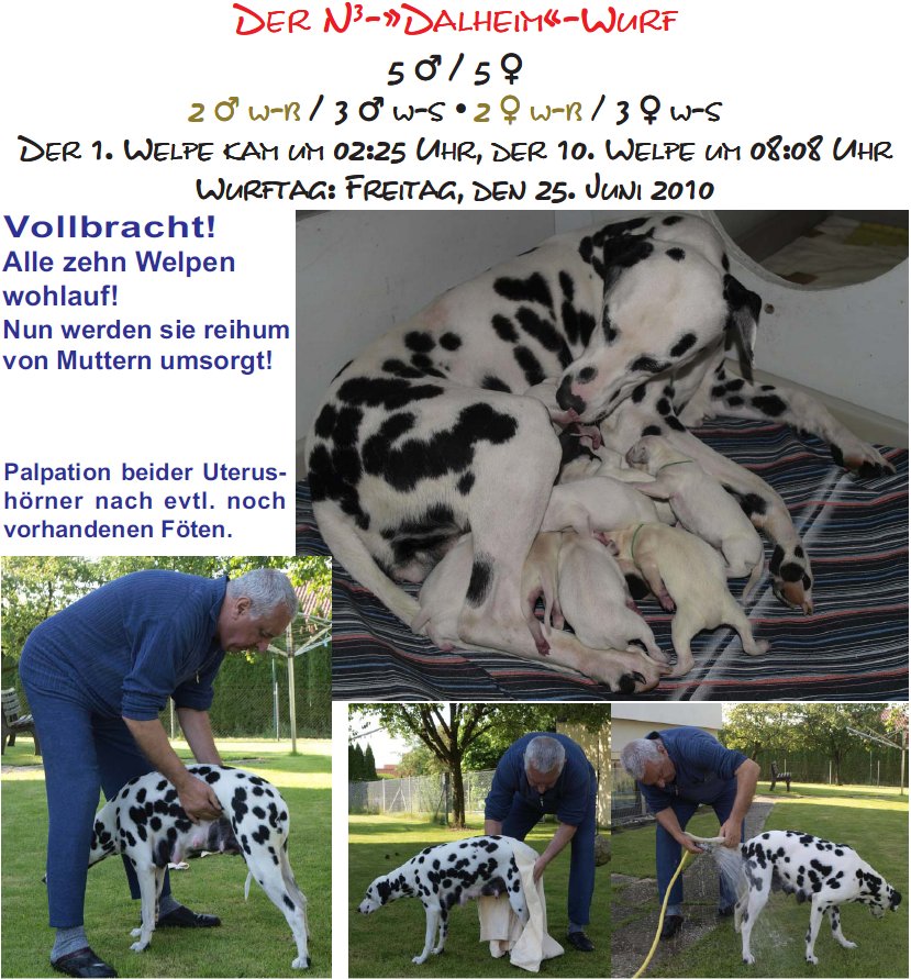 N3-Wurf erfolgreich zur Welt gebraucht - Mutter und Welpen wohlauf